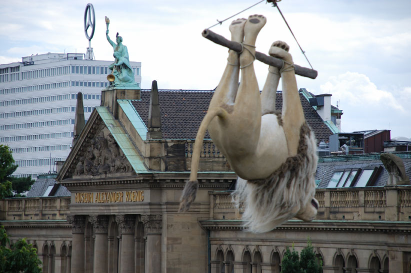 Schr&auml;g gegen&uuml;ber Museum Koenig_2